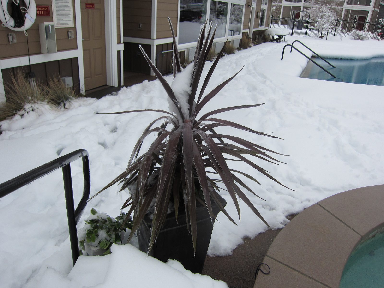 I can't imagine this cactus-like plant has any business in Washington to begin with, nor is...