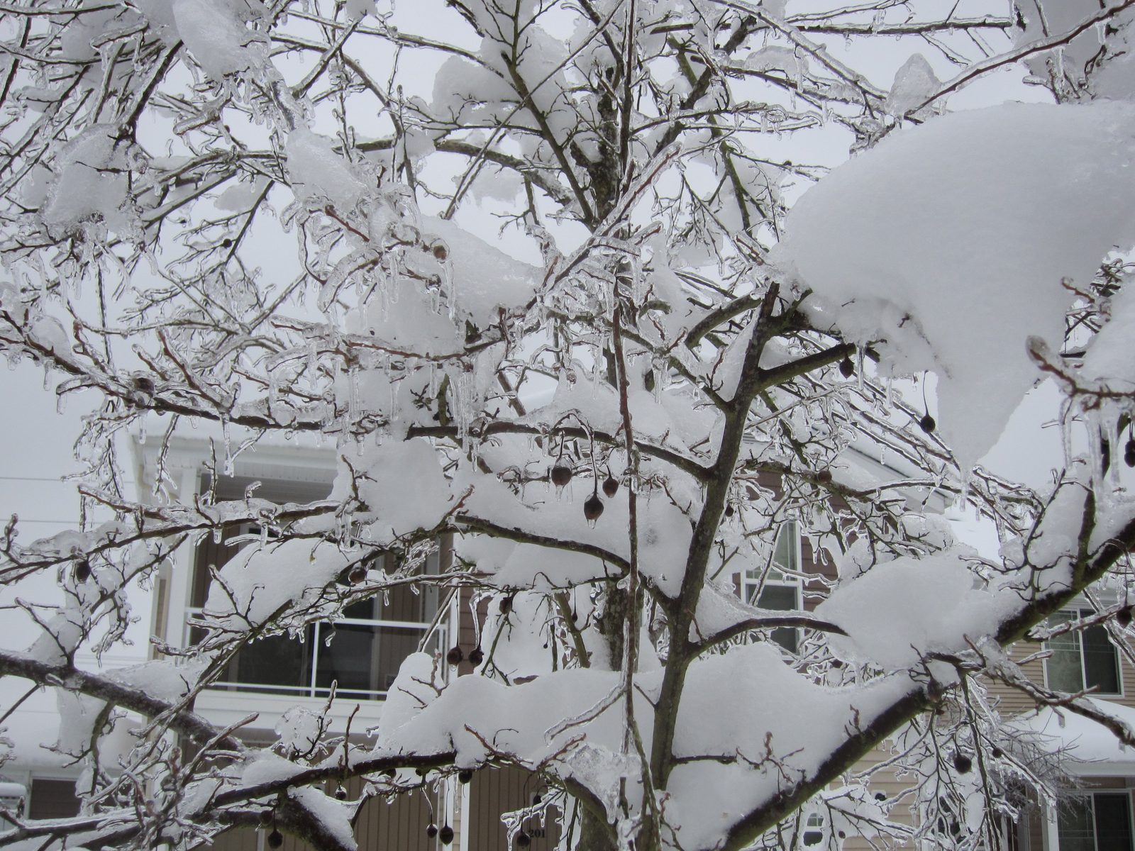More icicly tree branches and berries.