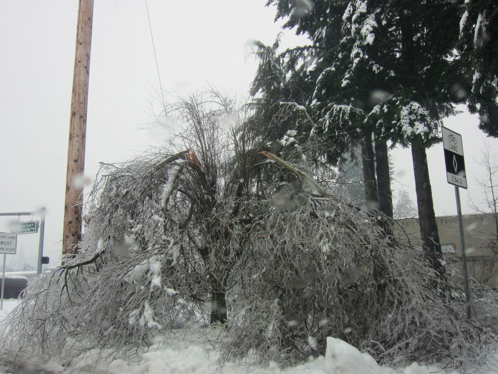 Close-up of a small tree in need of serious pruning.  There are branches, large and small, all...
