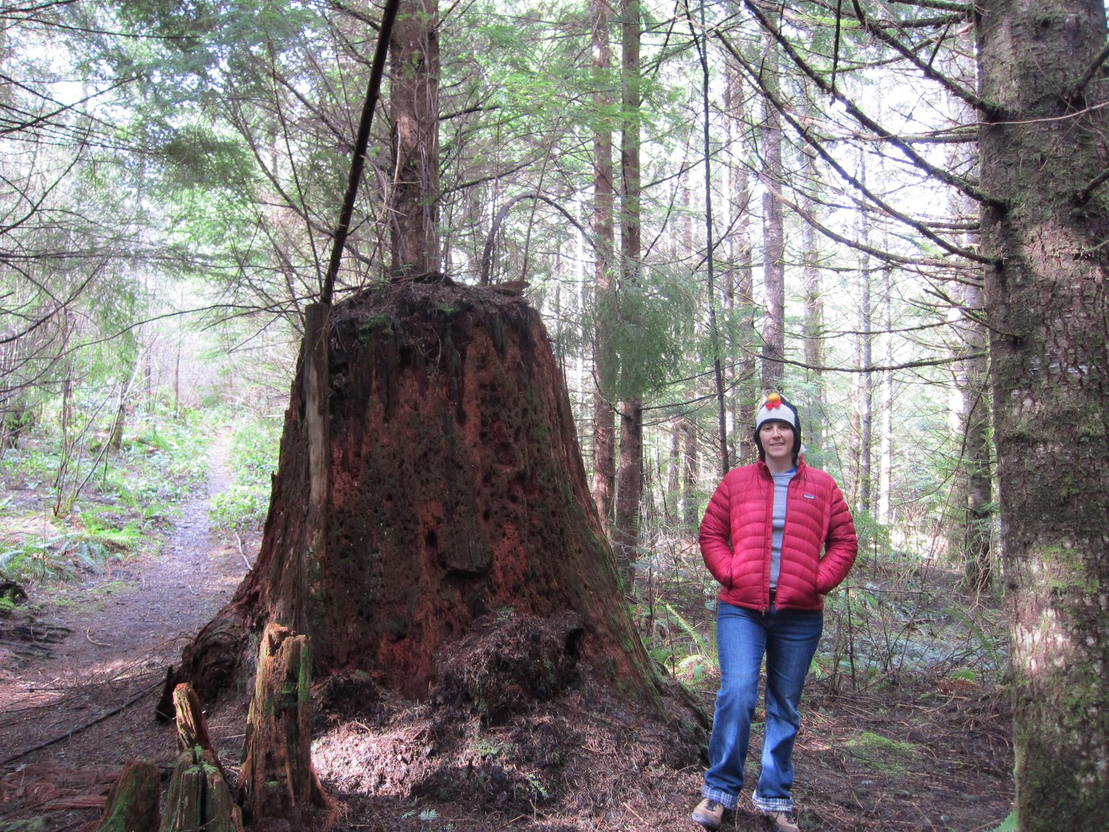 The remnants of a much older tree.