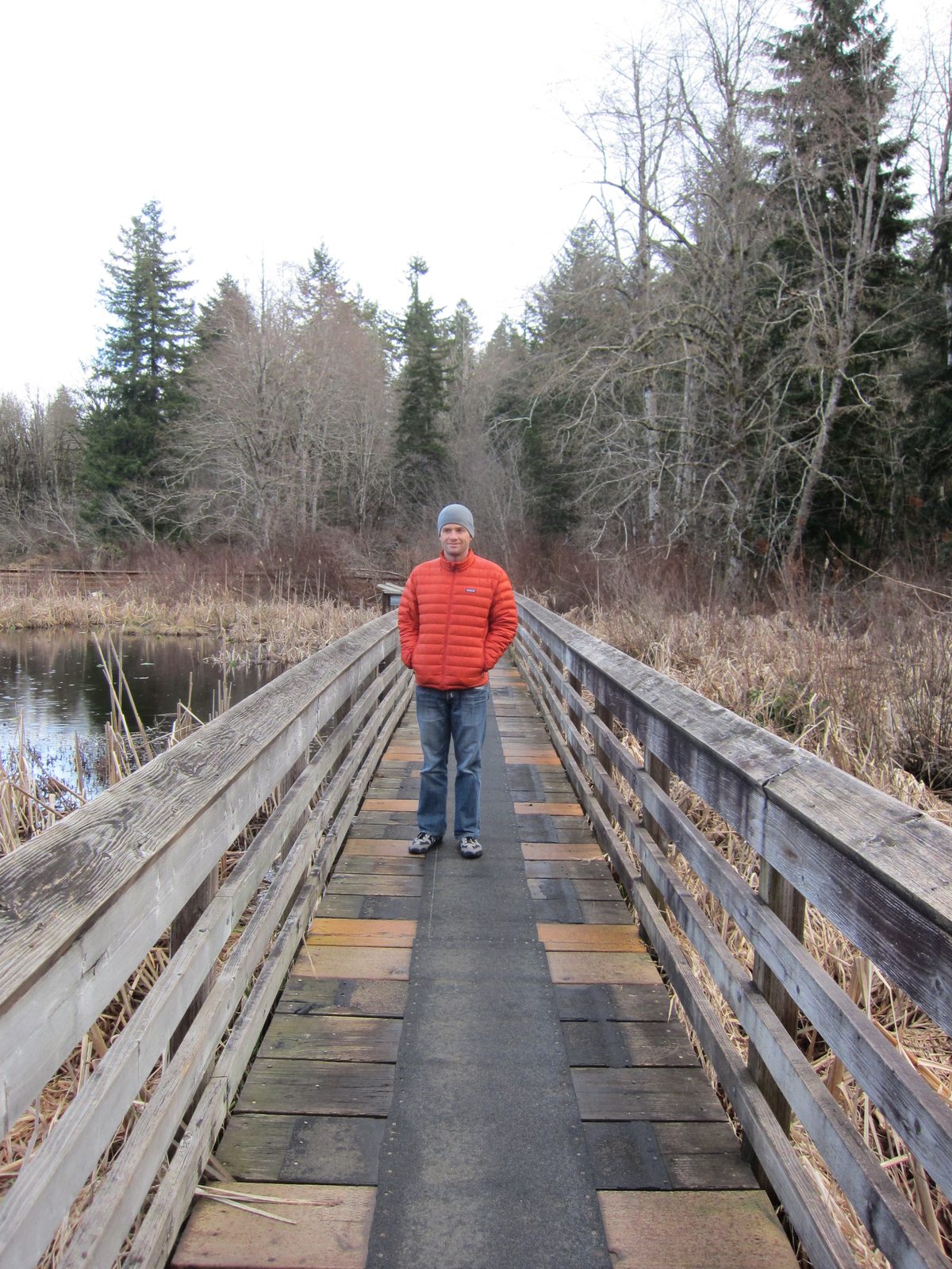 Jay on a bridge overlooking the beaver pond.  No signs of beavers yet.