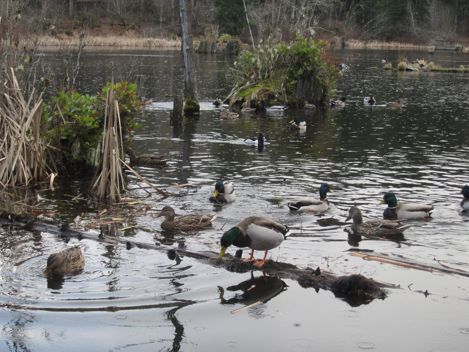 There were lots of ducks, though.  These are all mallards, I believe.