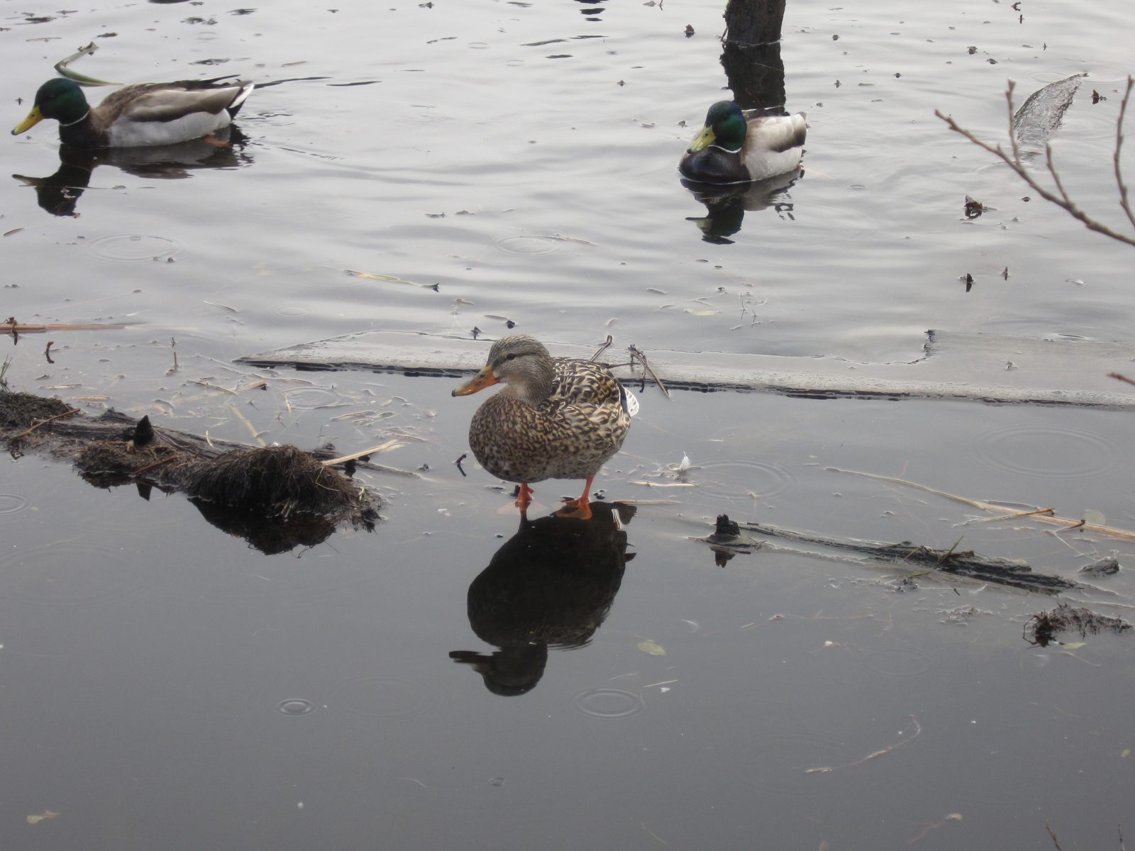 Quack quack.