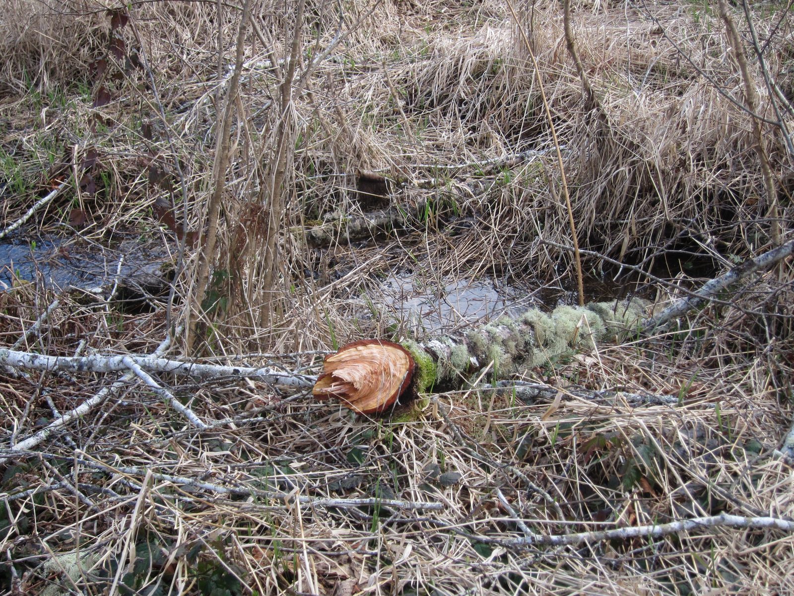 Looks like a beaver has been here!