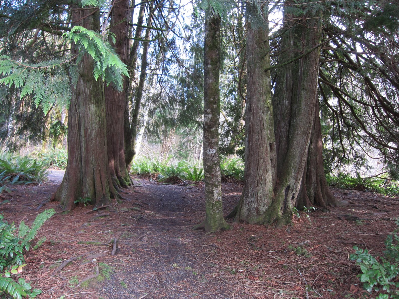 A grove of trees by the beaver pond.  In the end, we didn't get to see any beavers, just their...