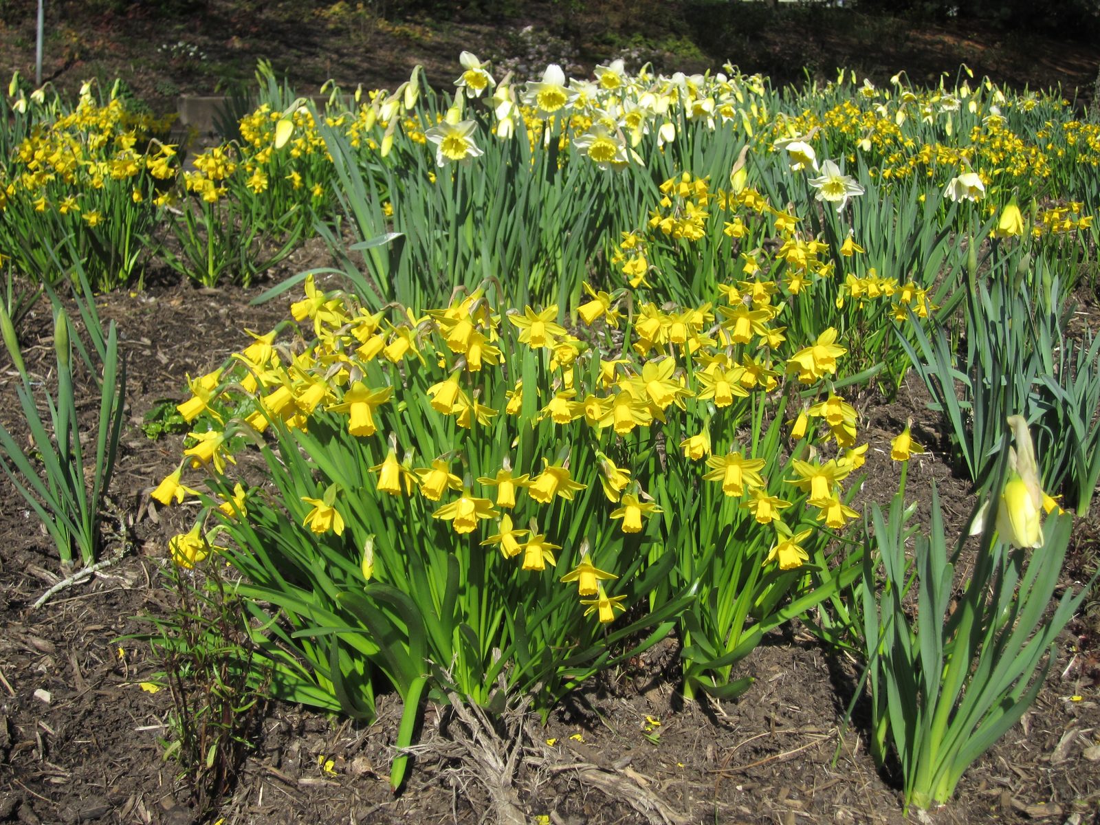 Look, daffodils!  These are also blooming all over Olywa.