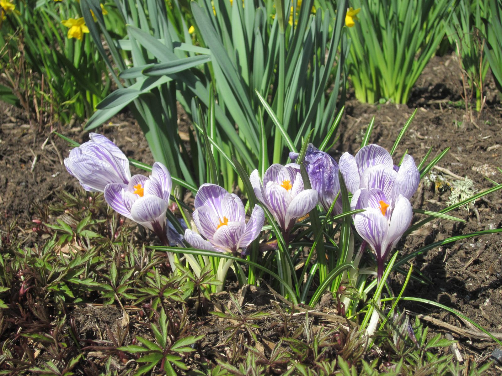 And crocuses, too!