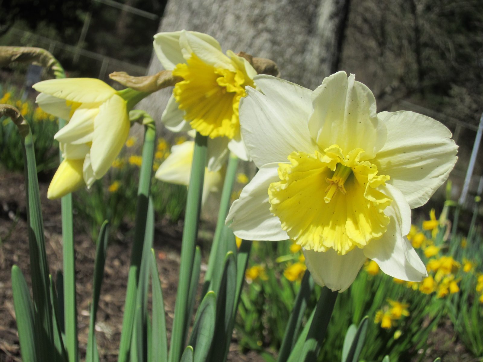 These happy flowers remind me of Daffodil Days from elementary school.