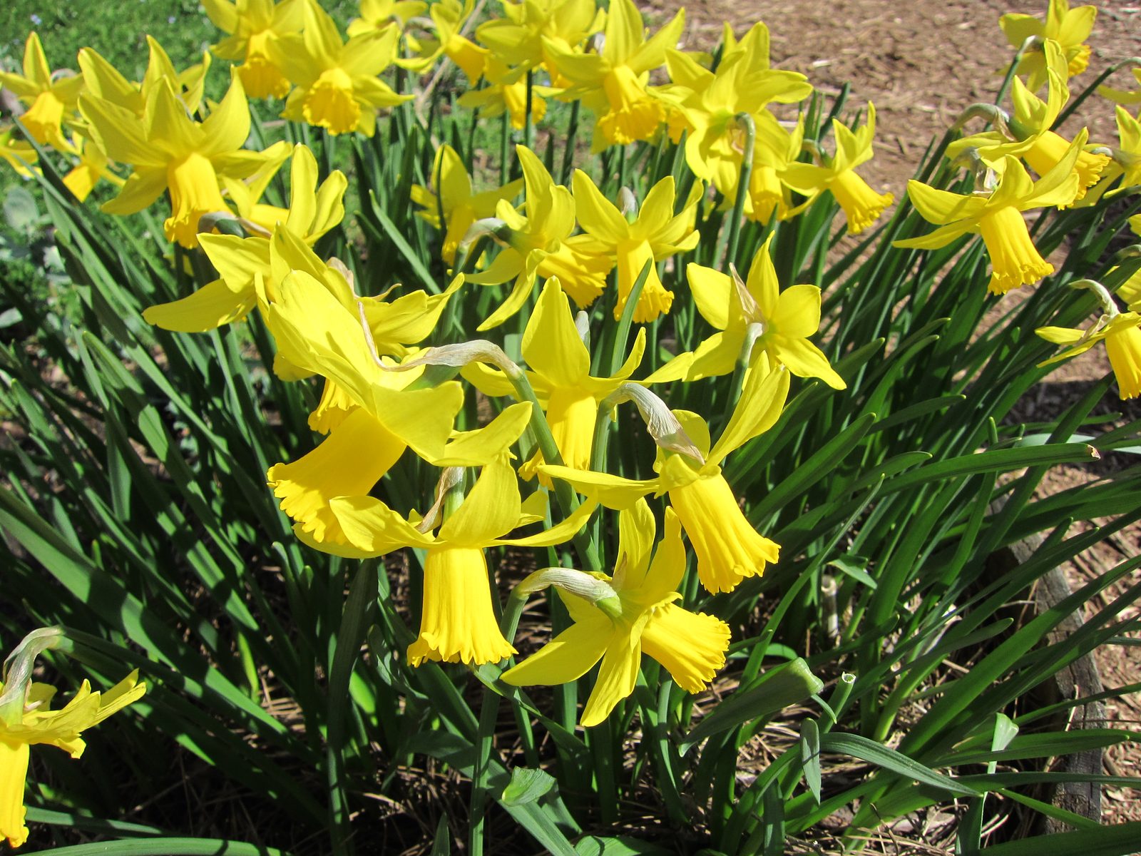 More great daffodils!