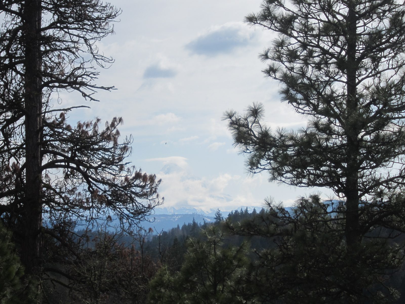 We got to an overlook just outside Hood River, OR and decided to check out Mt. Hood one more...