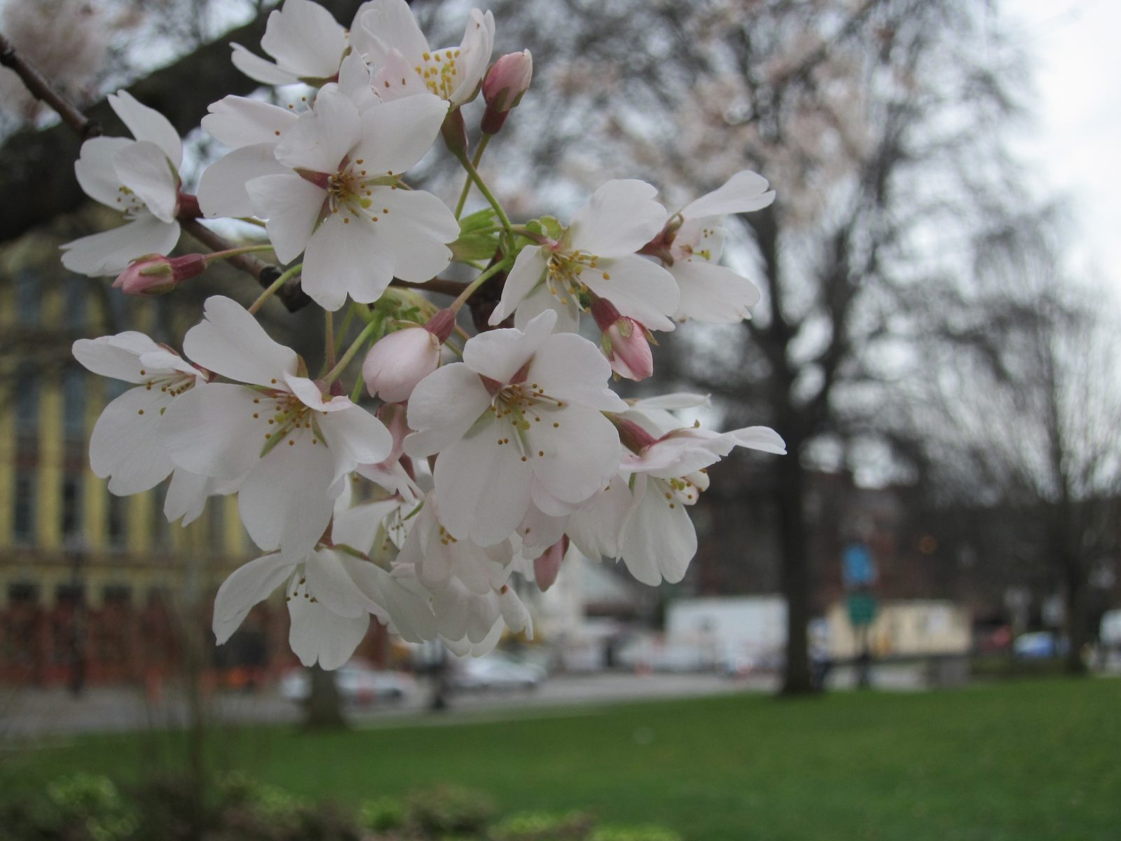 The blossoms are pretty.
