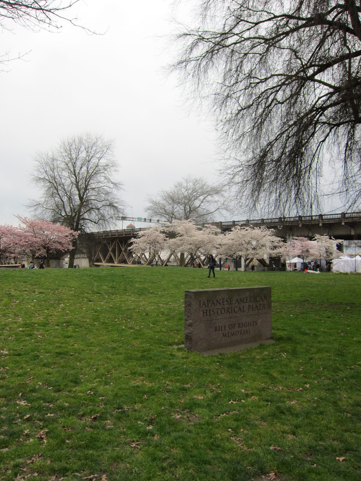 Cherry trees with a bridge in the background.