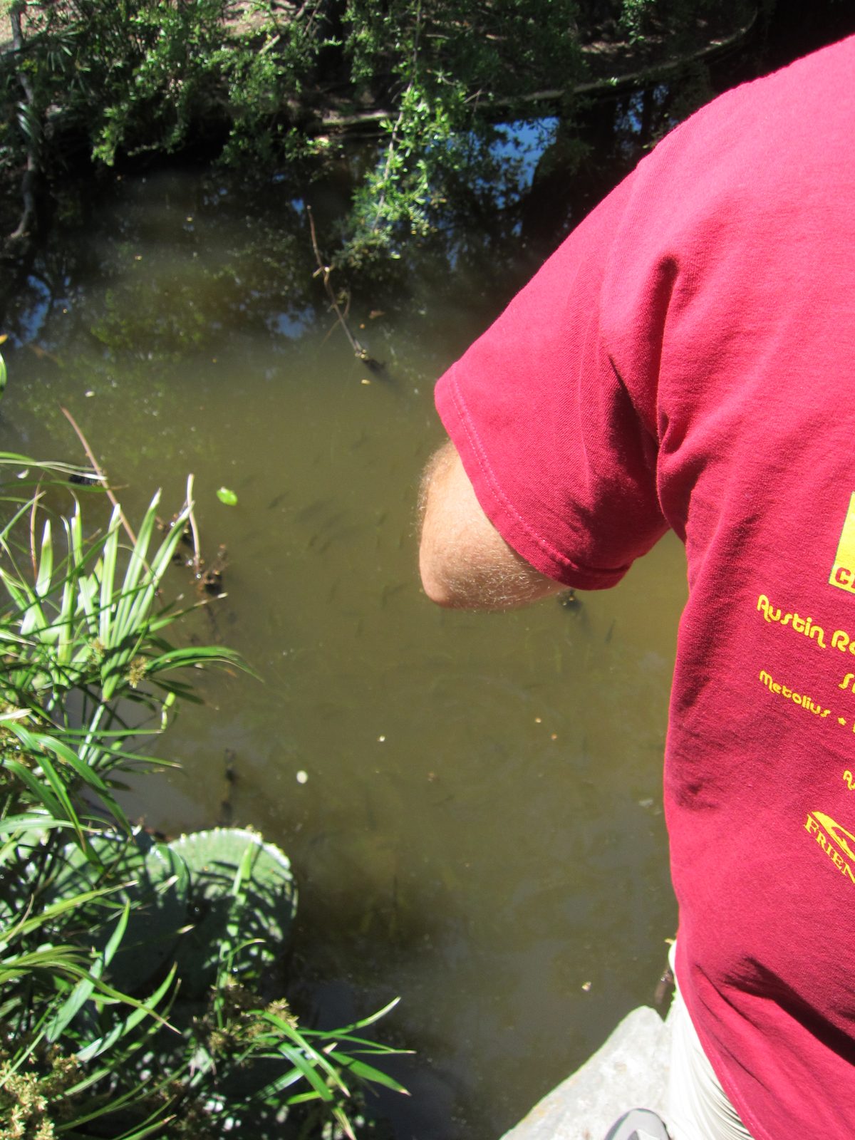 Somehow Jay had a commanding presence with the school of little fishes in the pond.  They...
