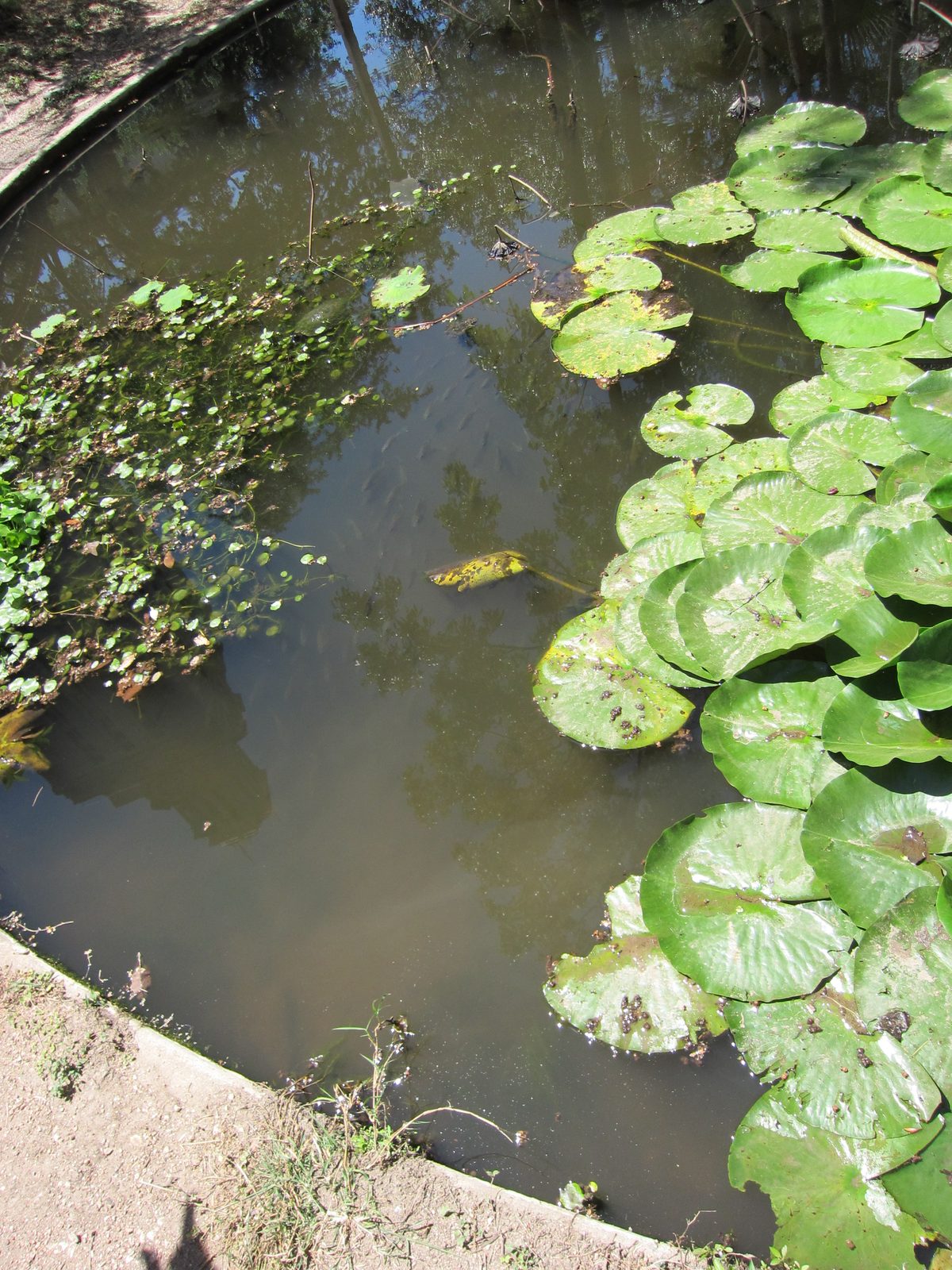 See all the fishes pointed in one direction?  Jay is just out of frame.