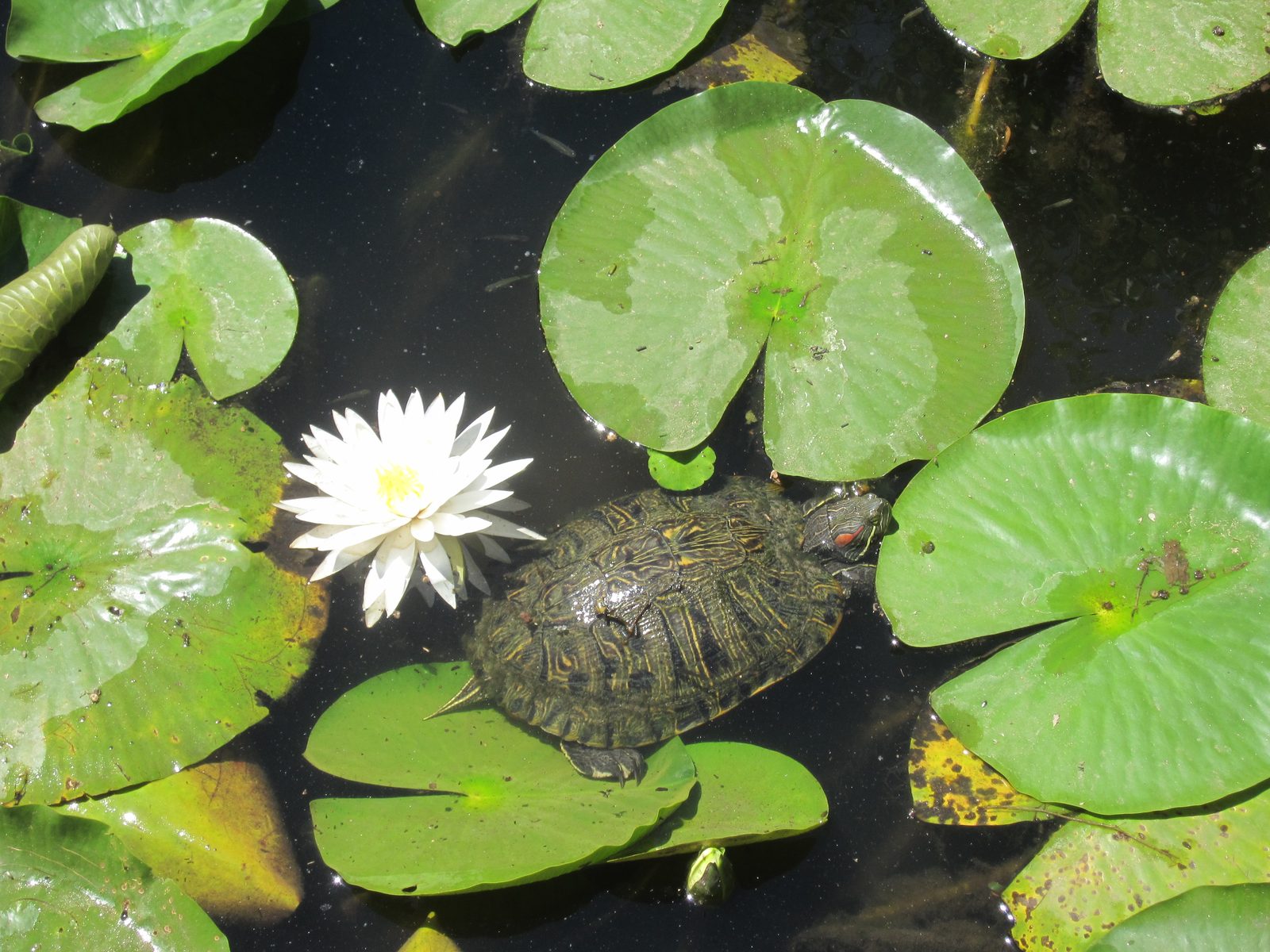 Turtle trying to get on a lily pad!