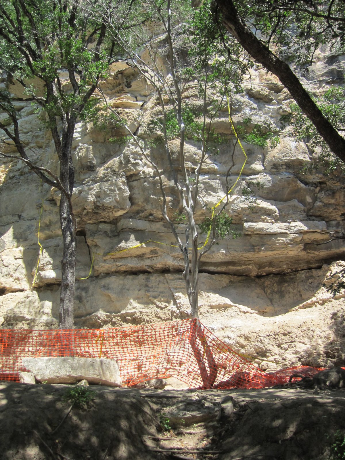 A closer look at New Wall.  That big J-shaped piece of rock between the two trees is apparently...