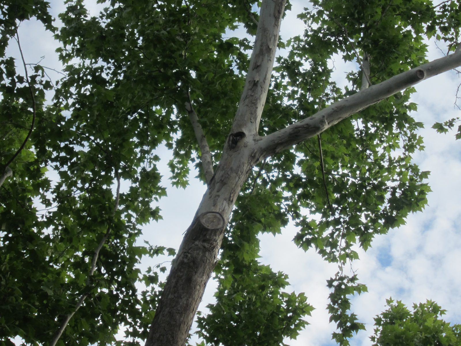 We have a new resident in the big sycamore tree in the backyard!  His name is Owl-e.  We assume...
