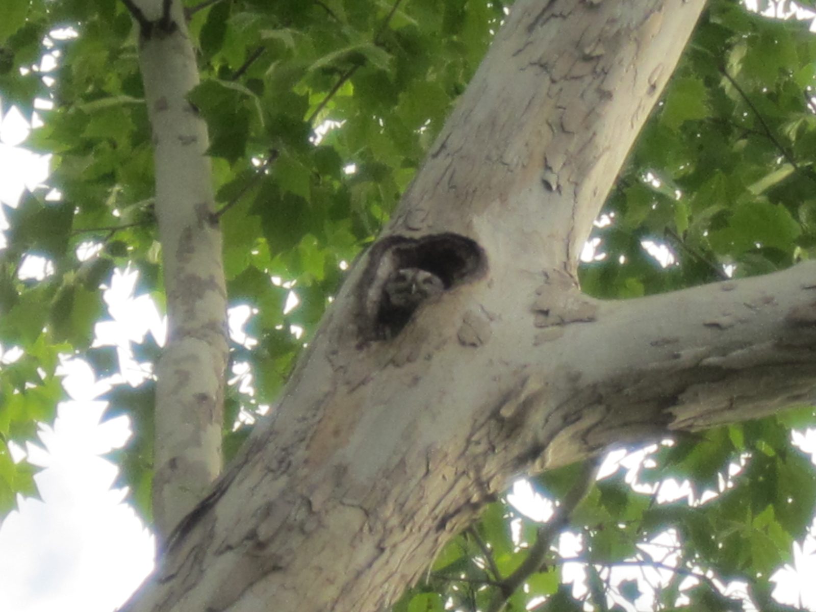 In case he you couldn't see him in that last shot, here's a closer one.
