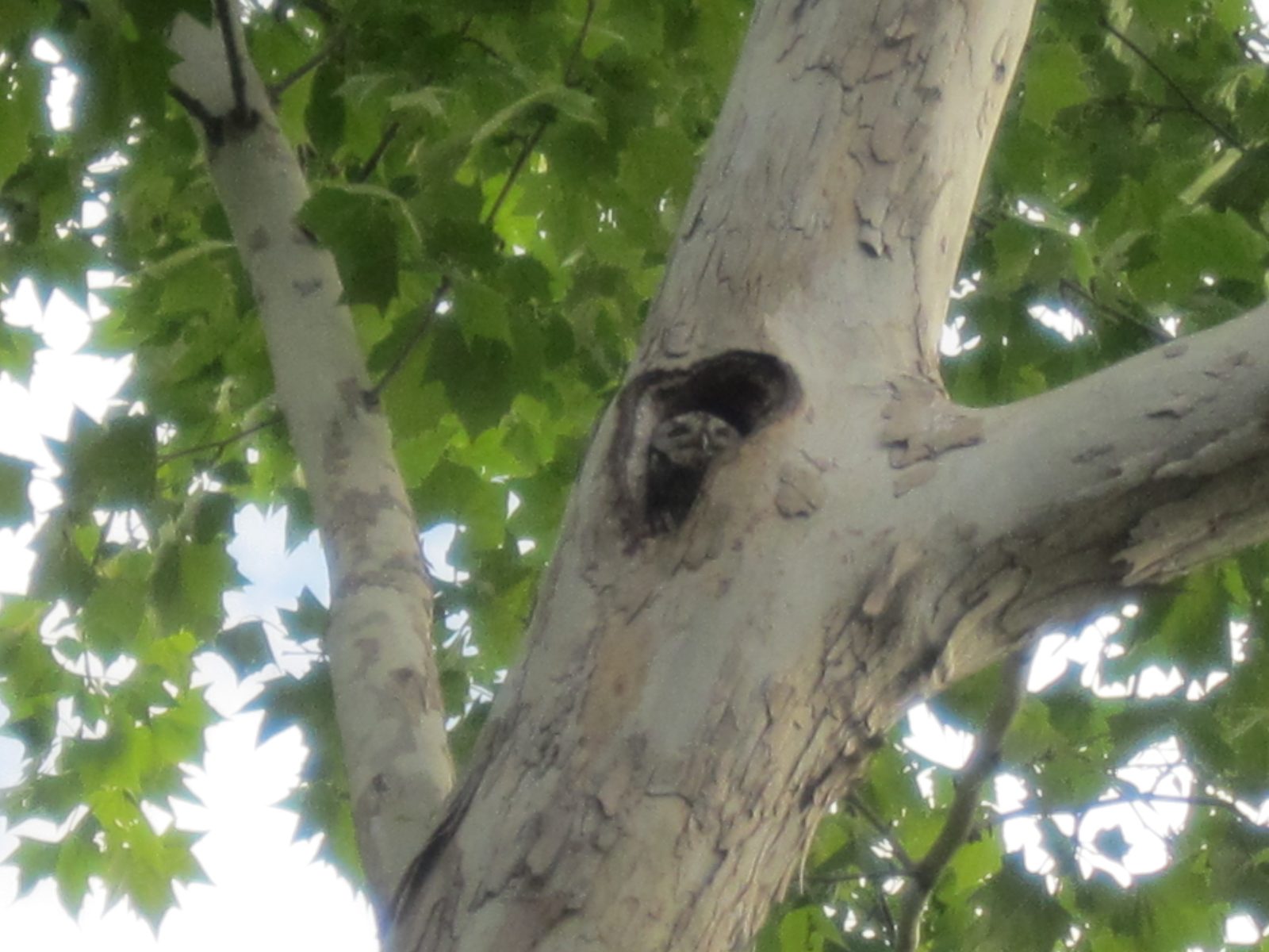 Jay's been doing research and is pretty sure these are screech owls.  Here's a great video of...