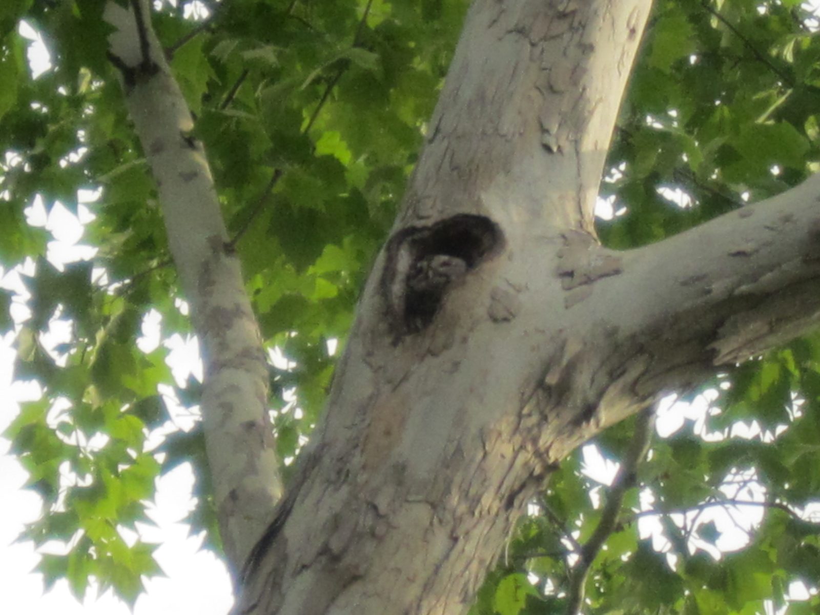 In the evening, we stood outside and watched him swoop around, completely quiet, finding food...