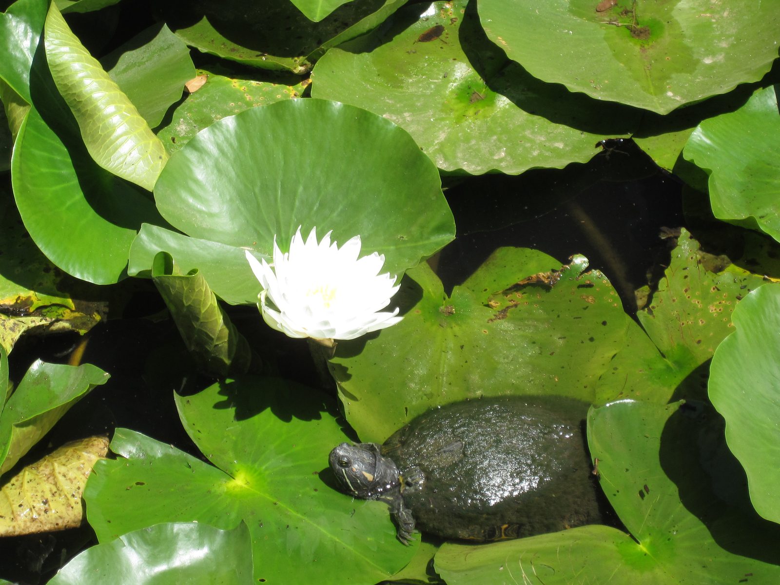 Another turtle on a lily pad.