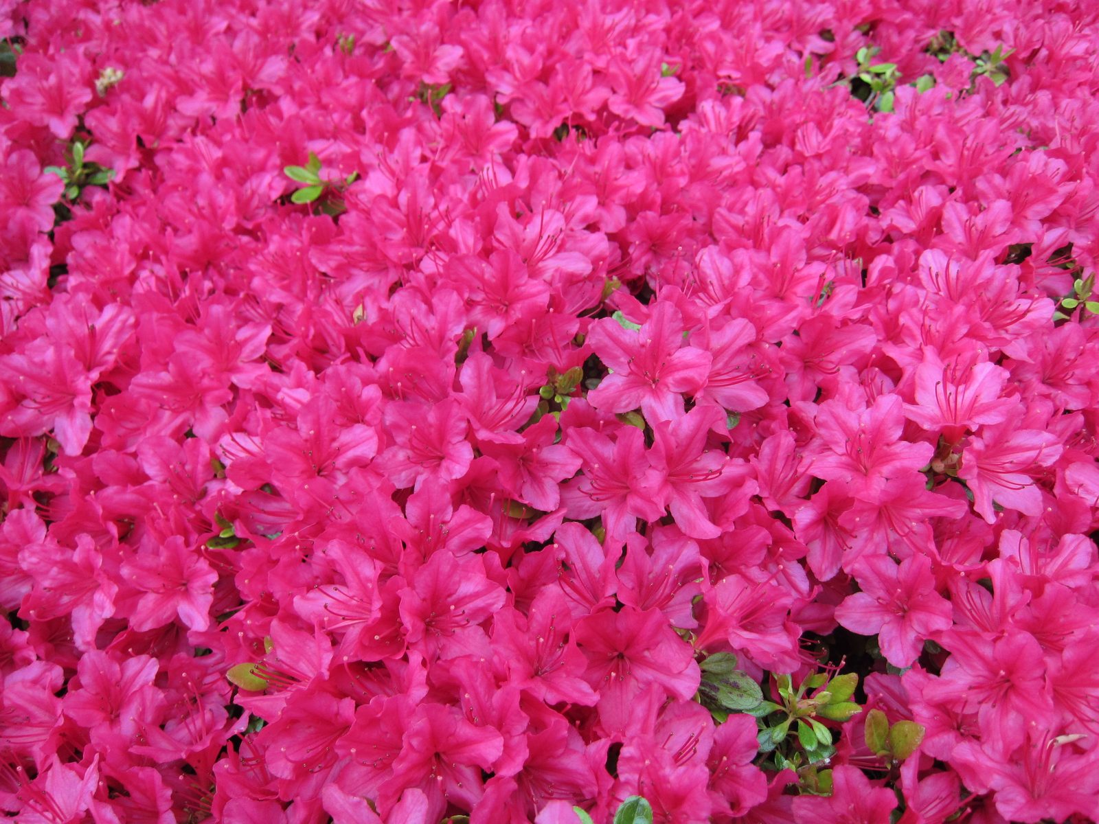 More azaleas, with really big flowers.