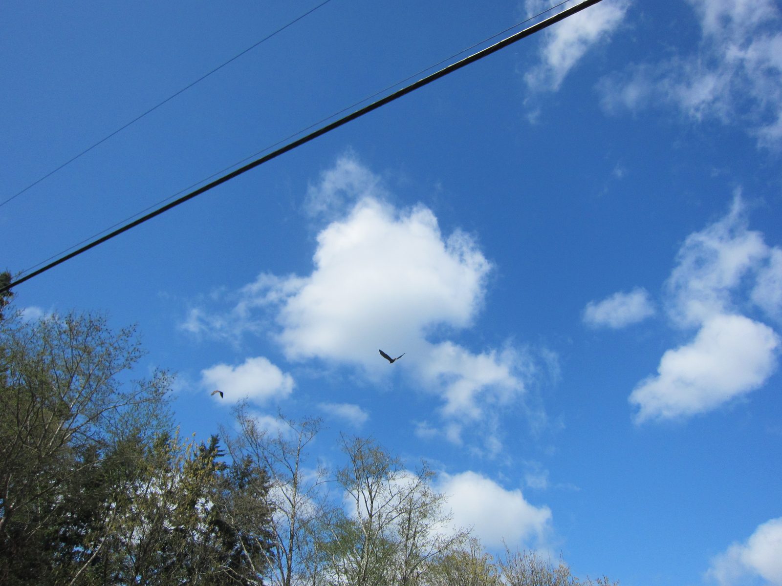 Terrible shot, but that's actually a bald eagle, so I wanted to share.  It flew right over our head!