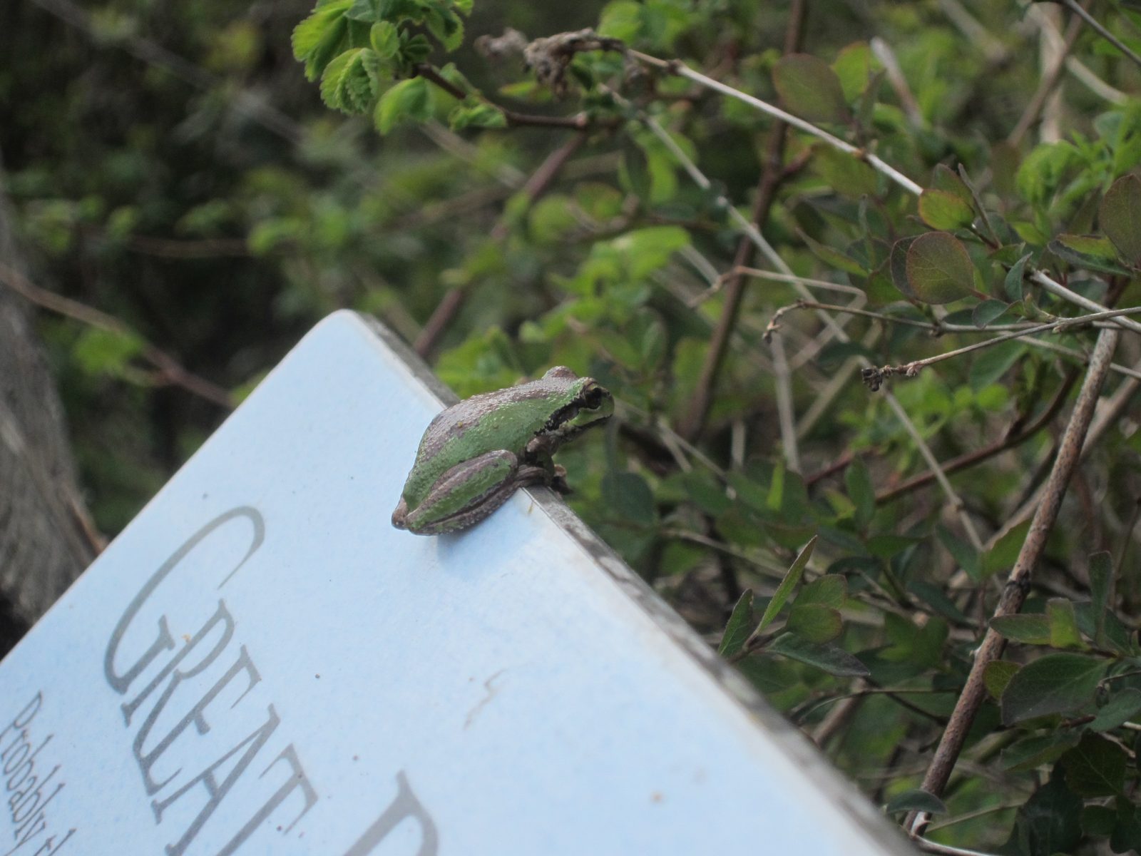 After Tolmie, we went to the Nisqually National Wildlife Refuge, where we saw this little frog.