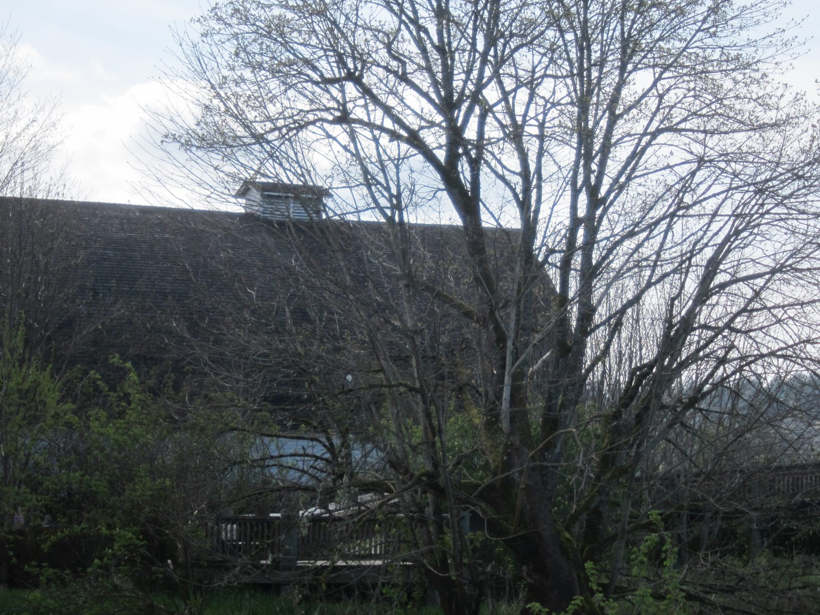My camera really wasn't good enough to catch this well, but that white blob in the middle of...