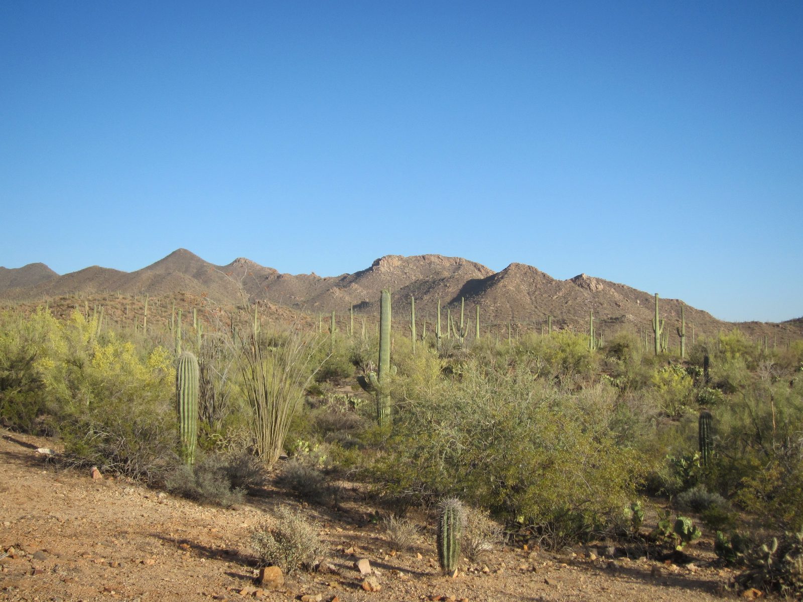 Looking at the Tucson Mountains from Saguaro National Park West.  We headed out Saturday night...