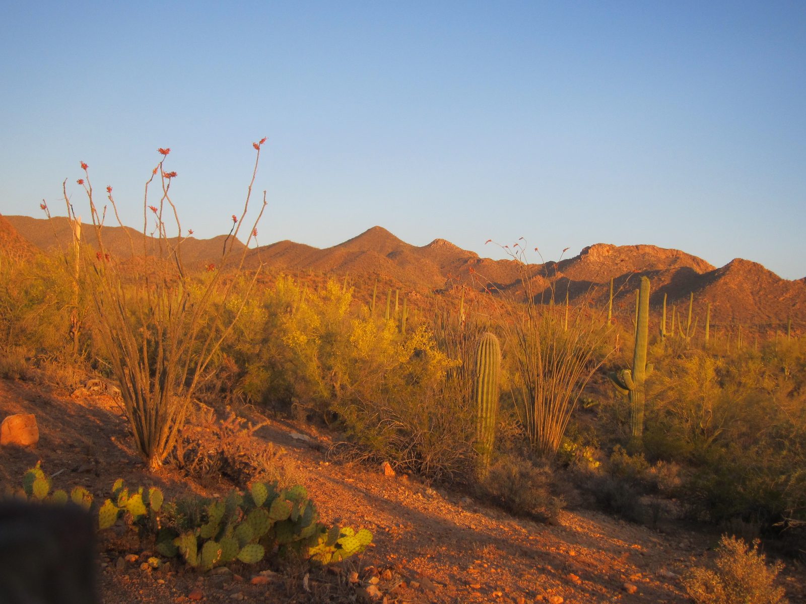 Late-day sunlight.
