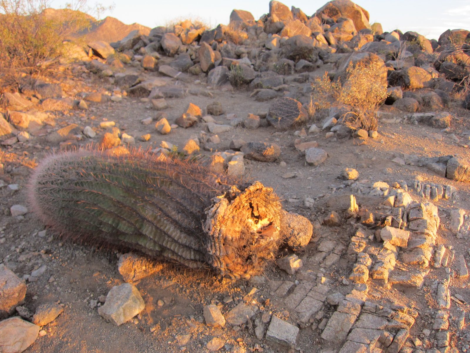 Poor barrel cactus (or young saguaro?).