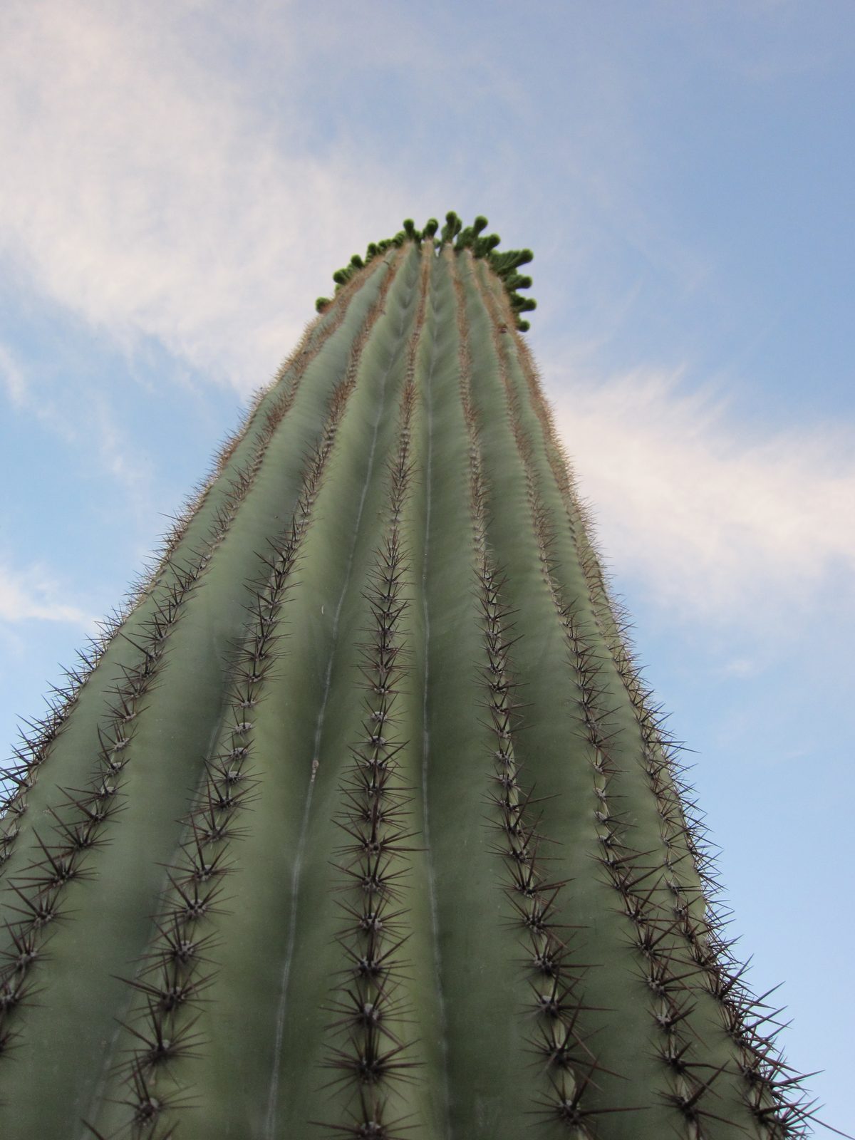 Looking up the saguaro.