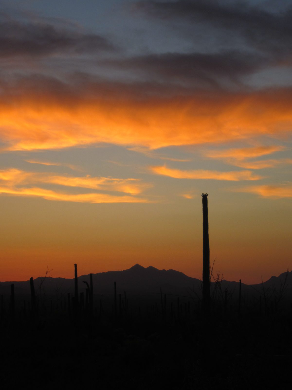 A flowering saguaro in silhouette.