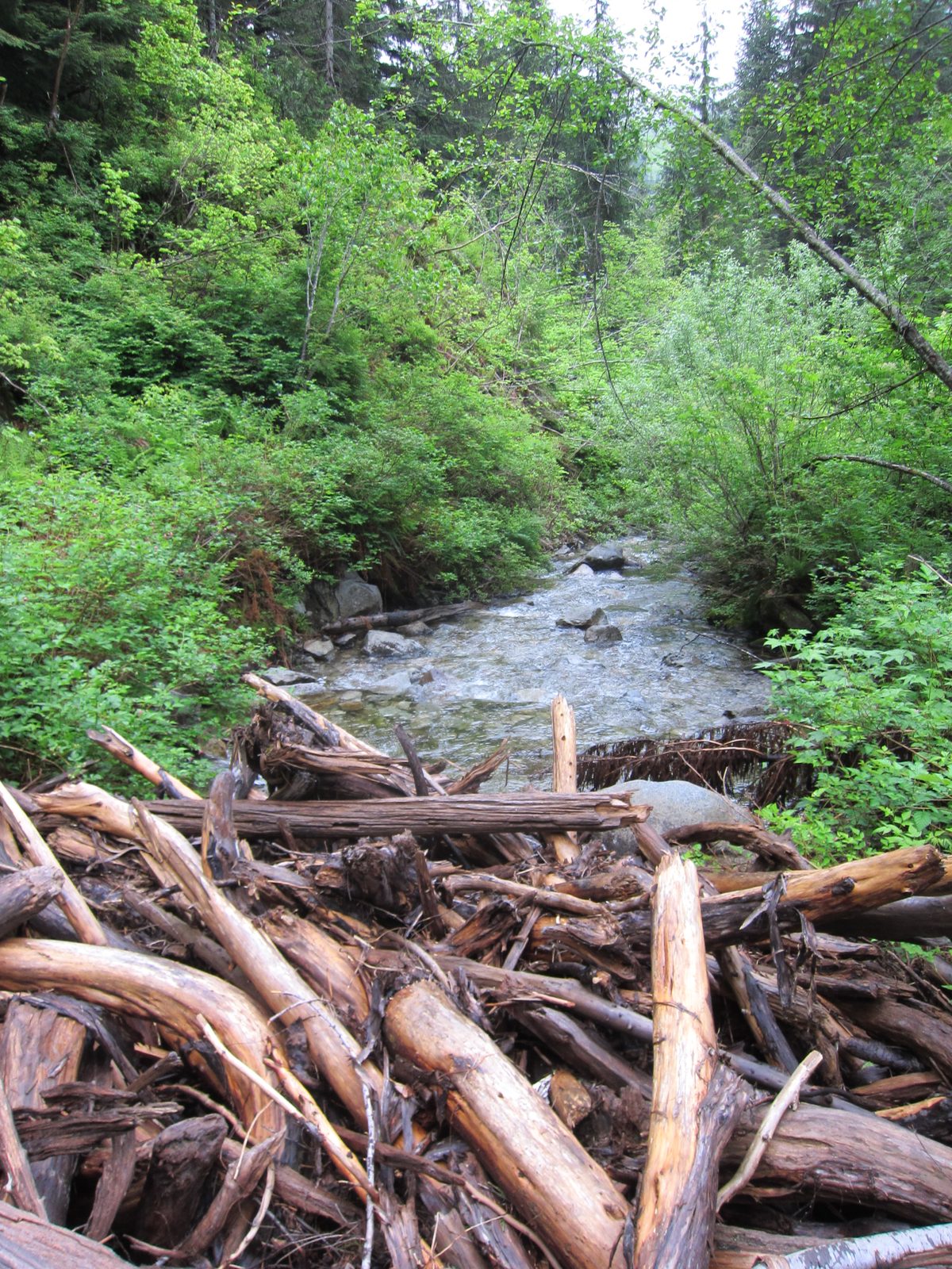 A part of the giant pile of logs that essentially formed Lipsy Lake.  It'd be pretty incredible...