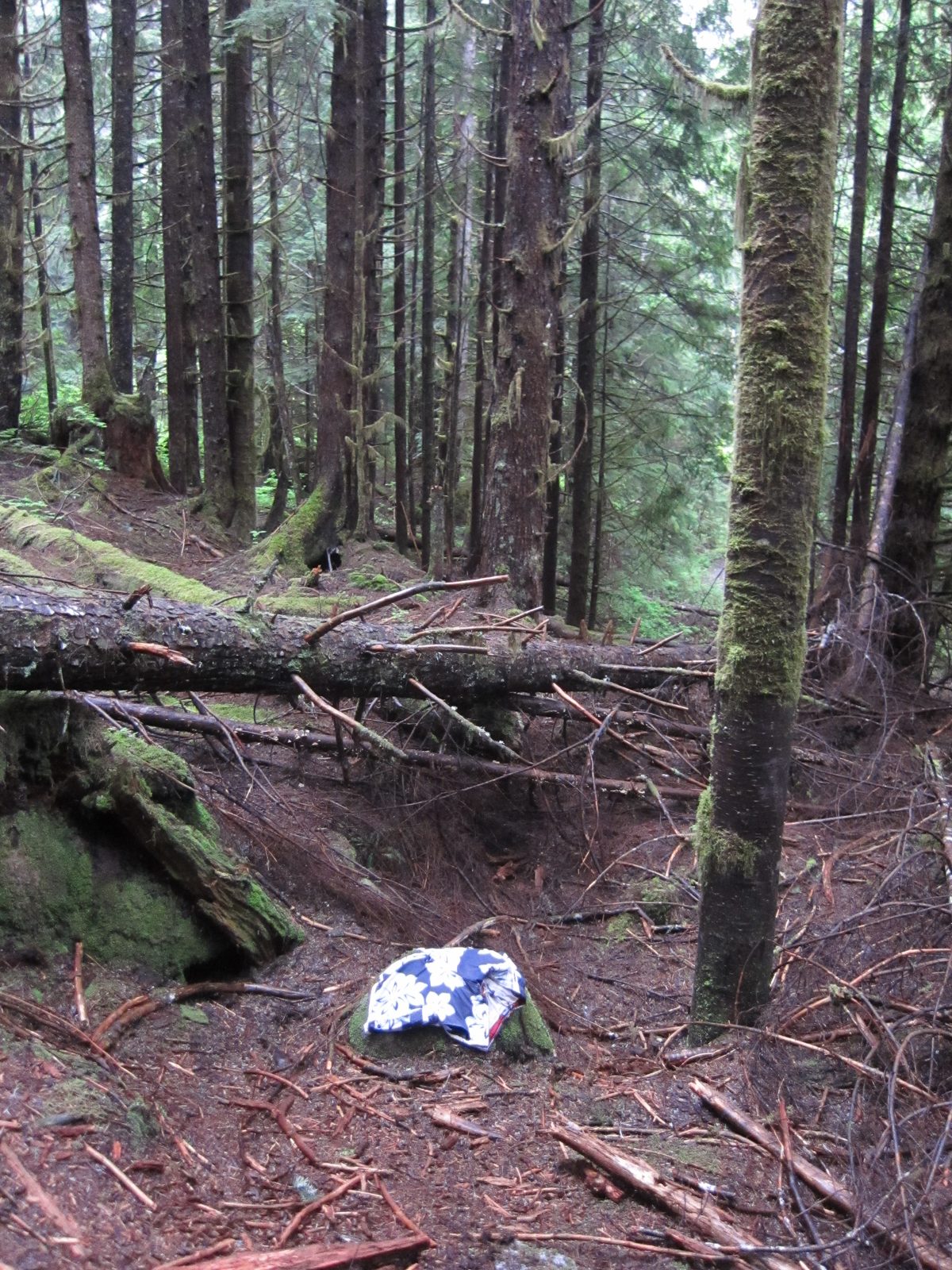 Walking back to the main trail.  If there are shorts here, does that mean there is a shorts-less...
