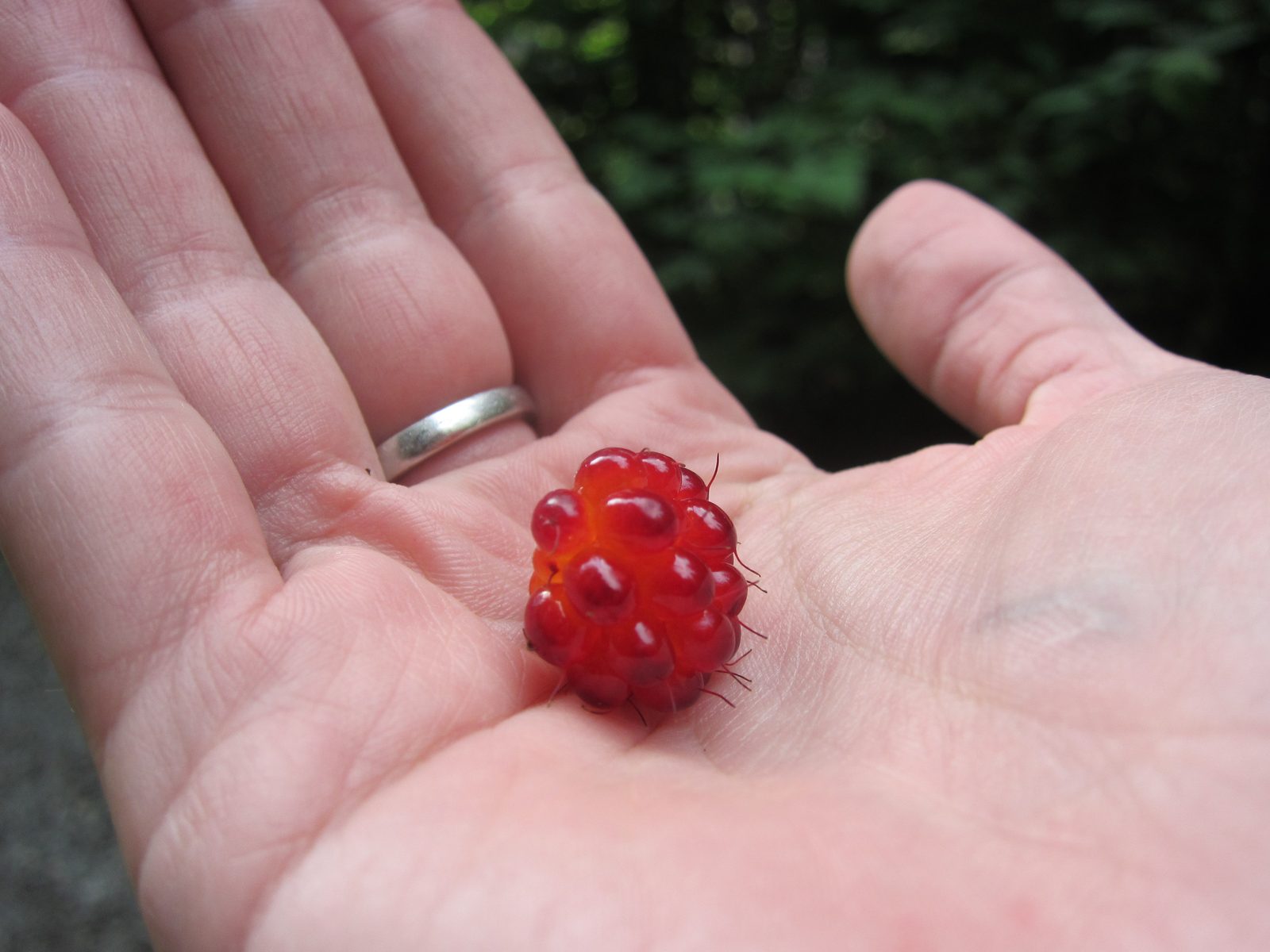 Ooooh a wild raspberry!  Tasted okay, not great.  Oh well.