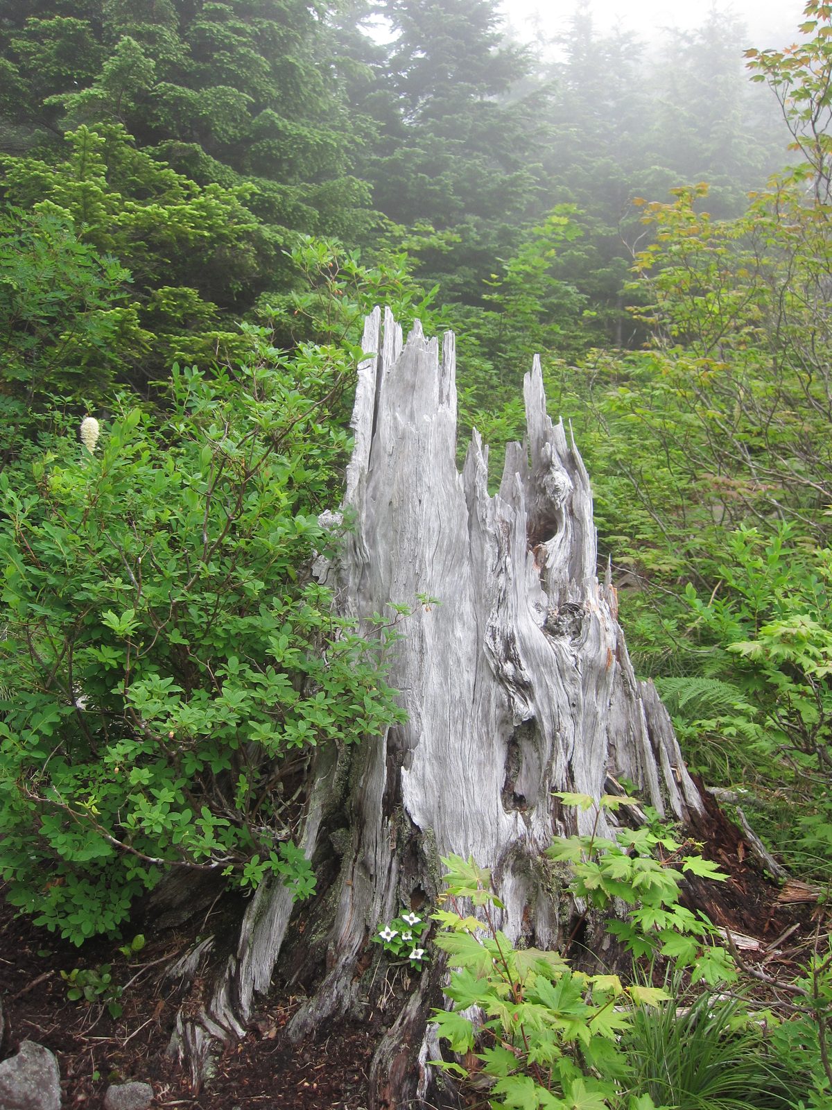 A cool old dead stump.