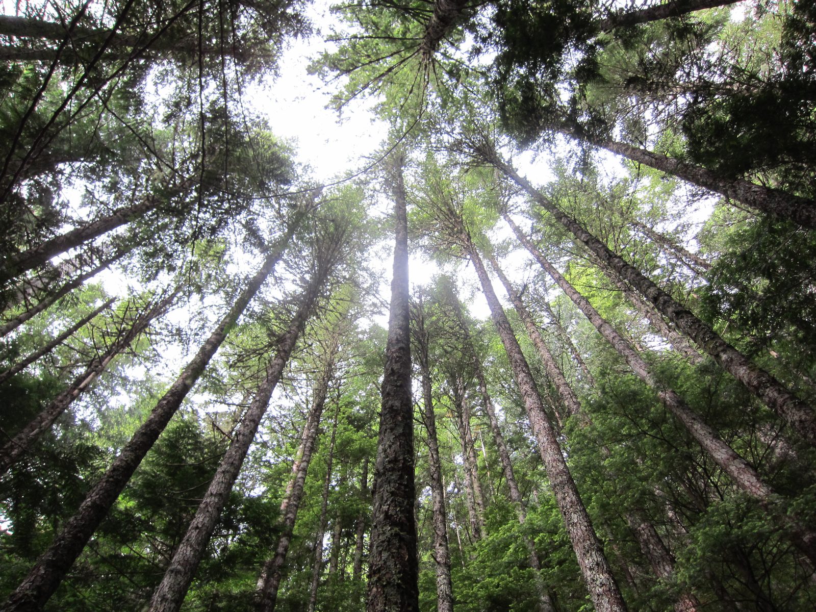 Looking up into the trees.