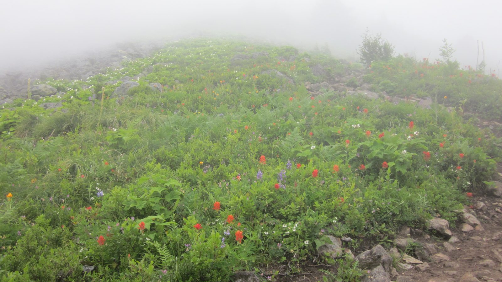 The final push for the summit was through a nice field of flowers and rocks.