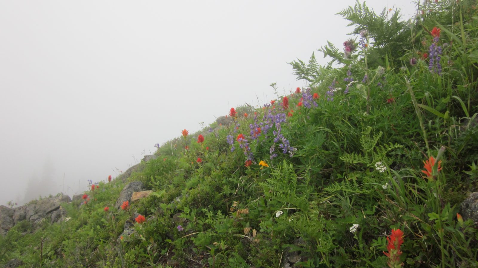 Apparently this is the best time of year for wildflowers.