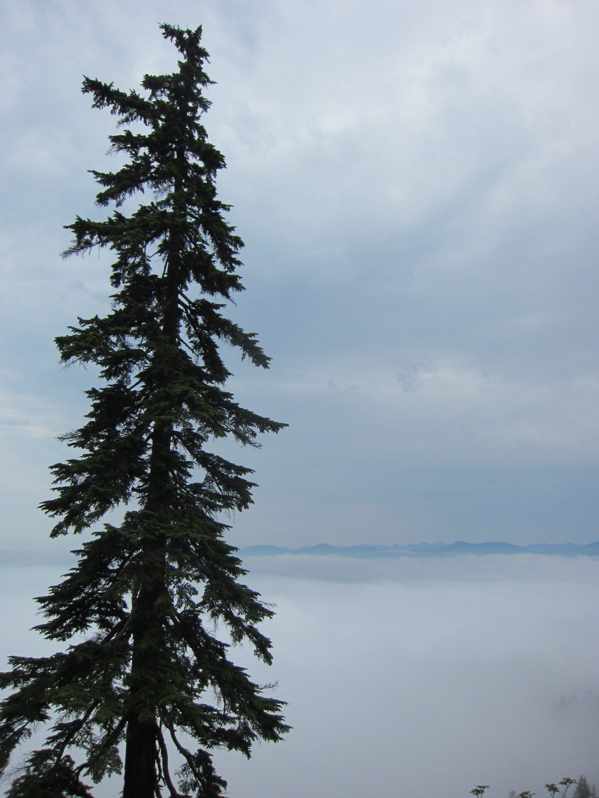 A lone tree in front of a lot of clouds.  I think Mt Baker is actually back there, too, but I...