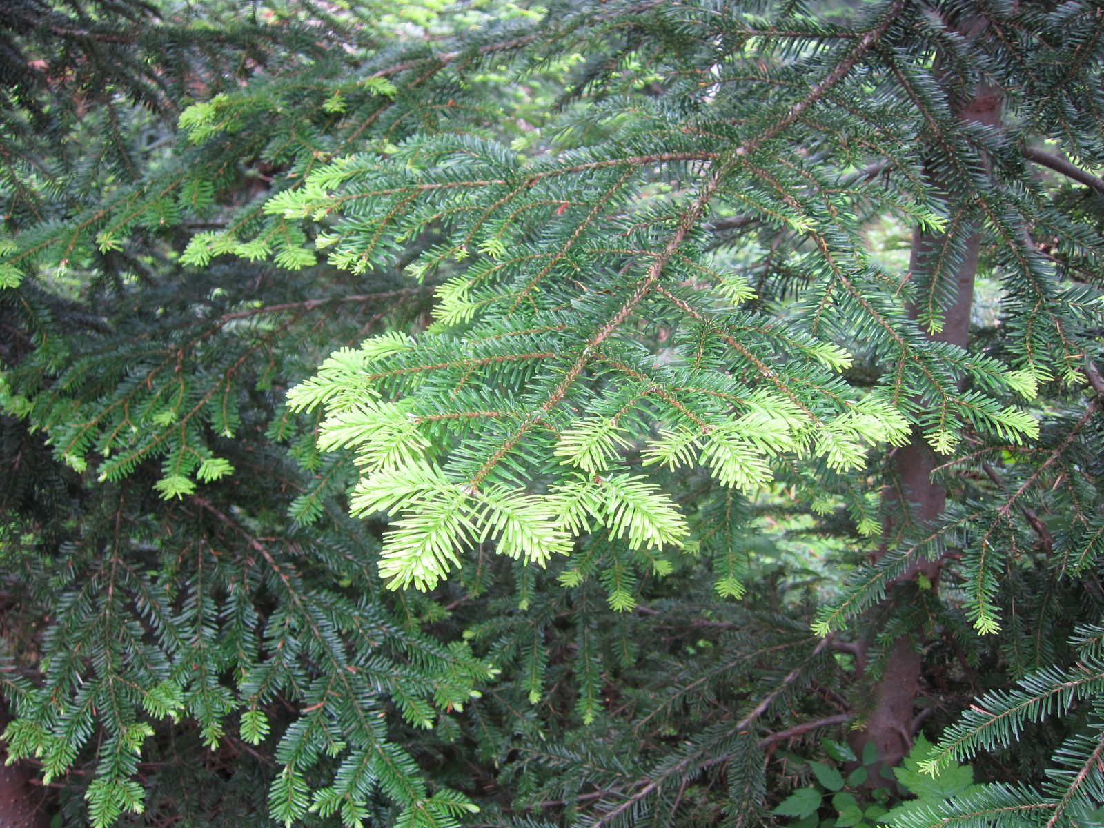 The pine trees had fluffy light green tips where they have been growing this year.