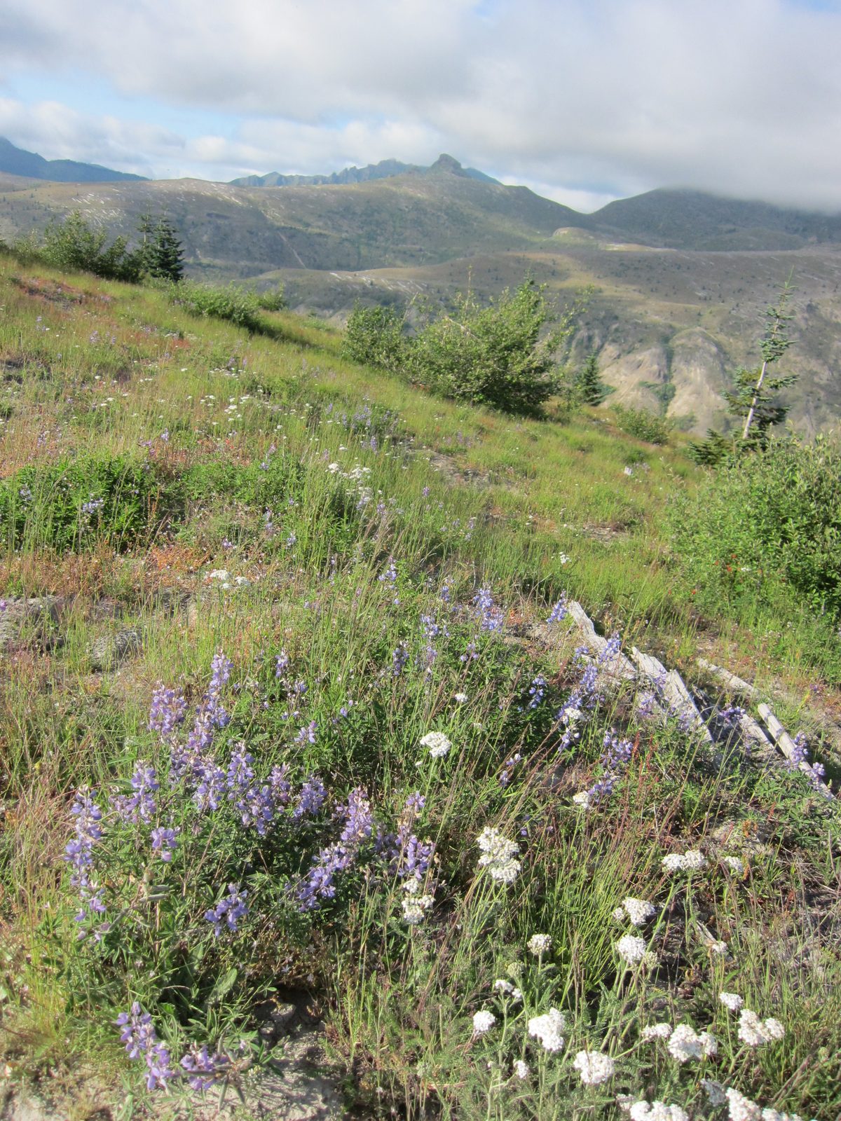 There were nice wildflowers.