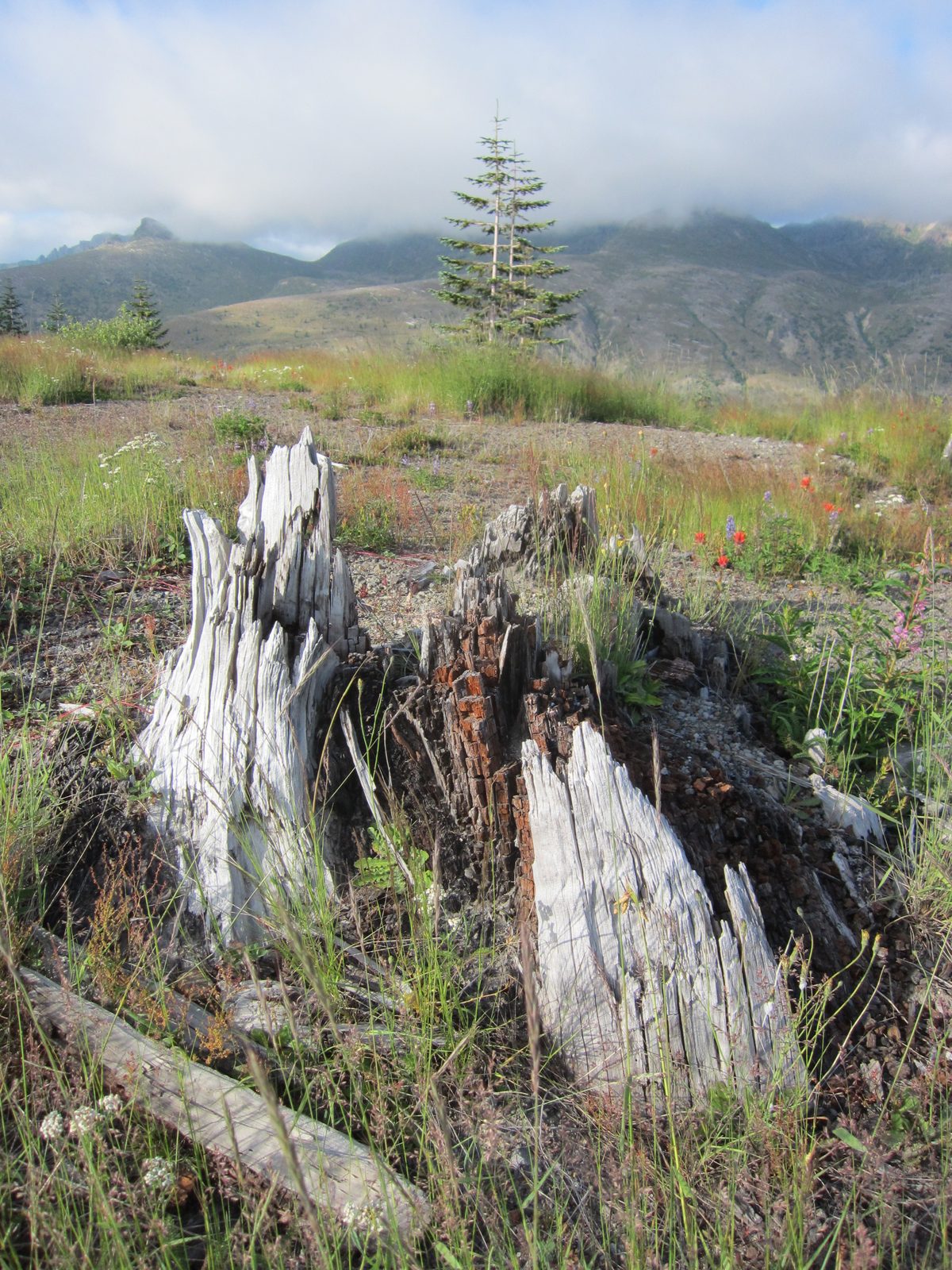 At this close range, trees were ripped apart by the blast of wind, and the trees became projectiles.