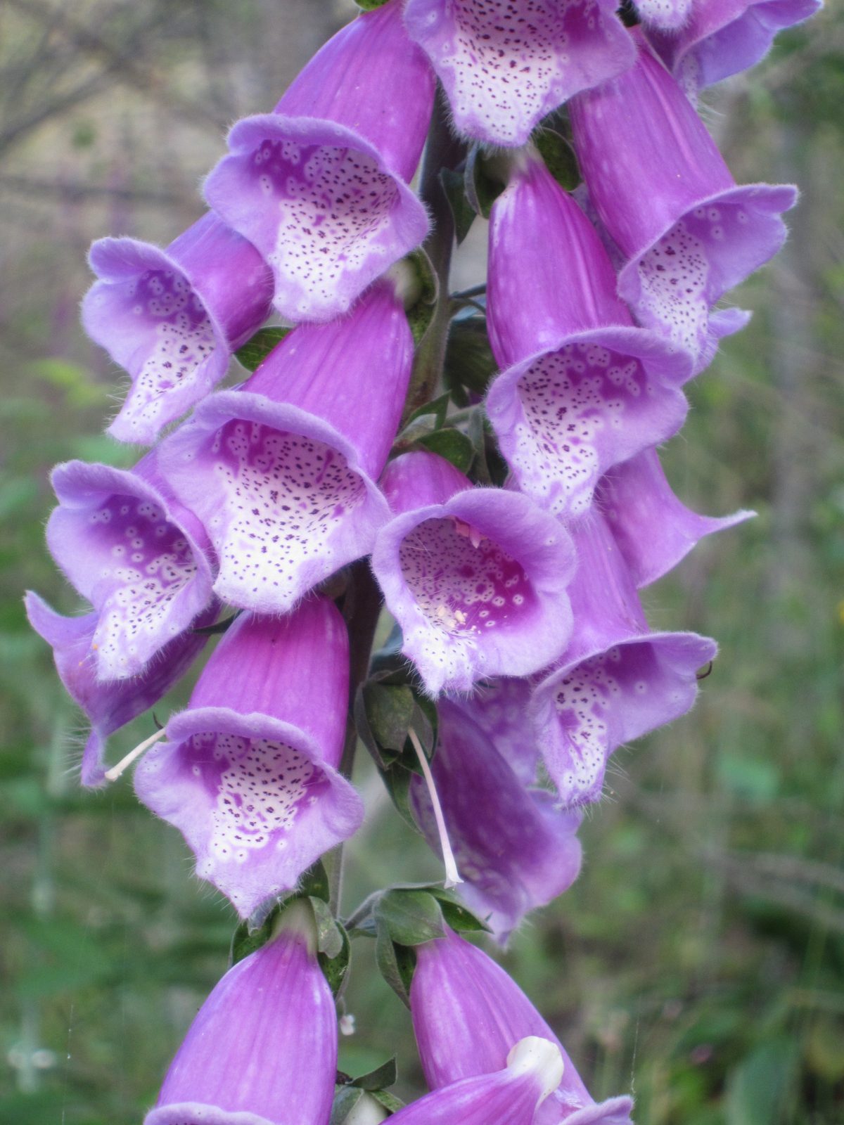 These flowers are all over WA right now - and mainly look like tall gangly weeds on the sides of...