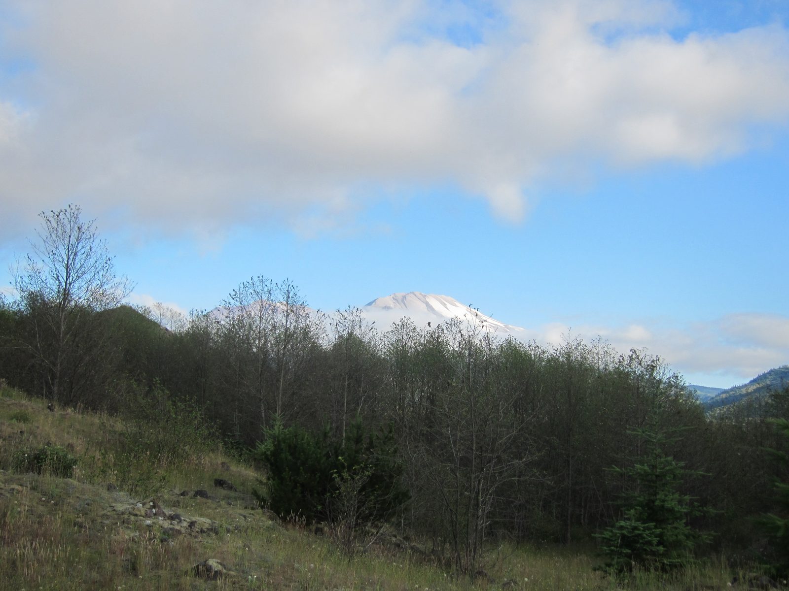 Looking at Mt. St. Helen's from the Hummocks Trail.