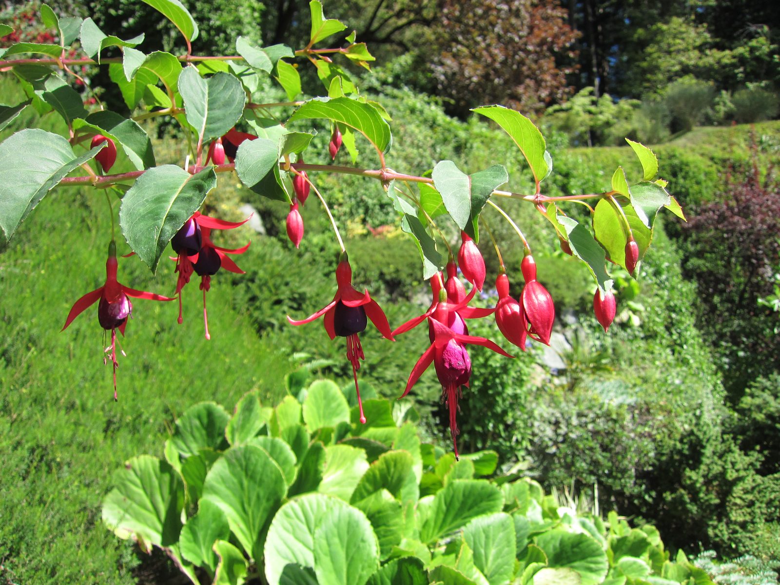 More fuchsias!