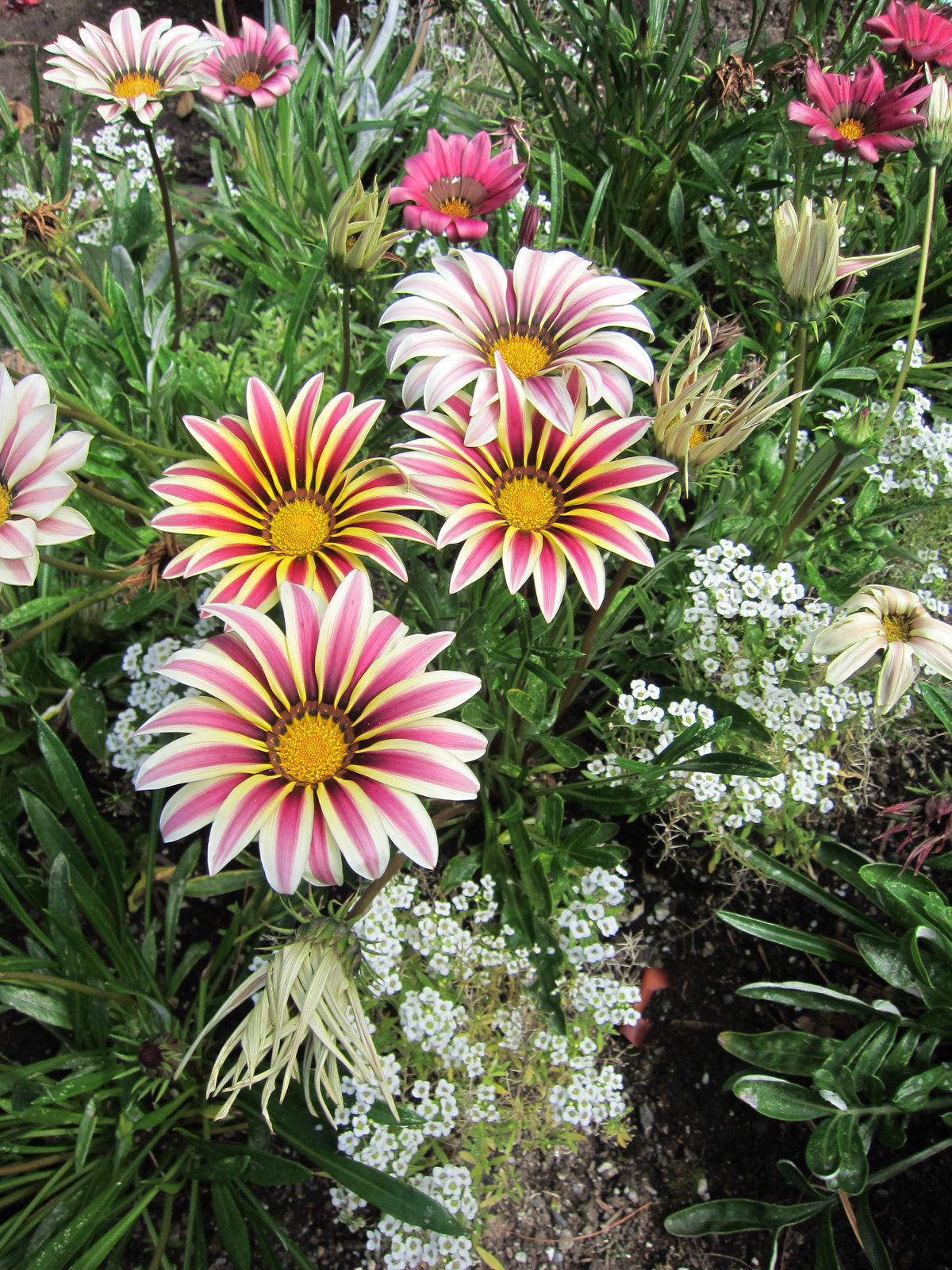 I thought these flowers were just spectacular.