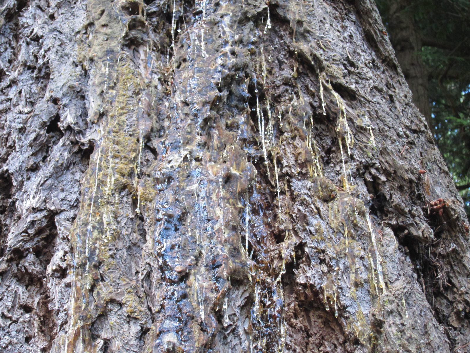 A giant tree was leaking sap.  (St)icky.